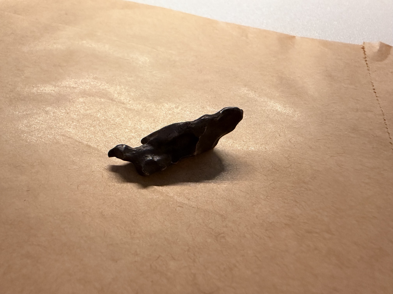 The small, dark Sikhote-Alin meteorite resting on warm gold paper, photographed on arrival.